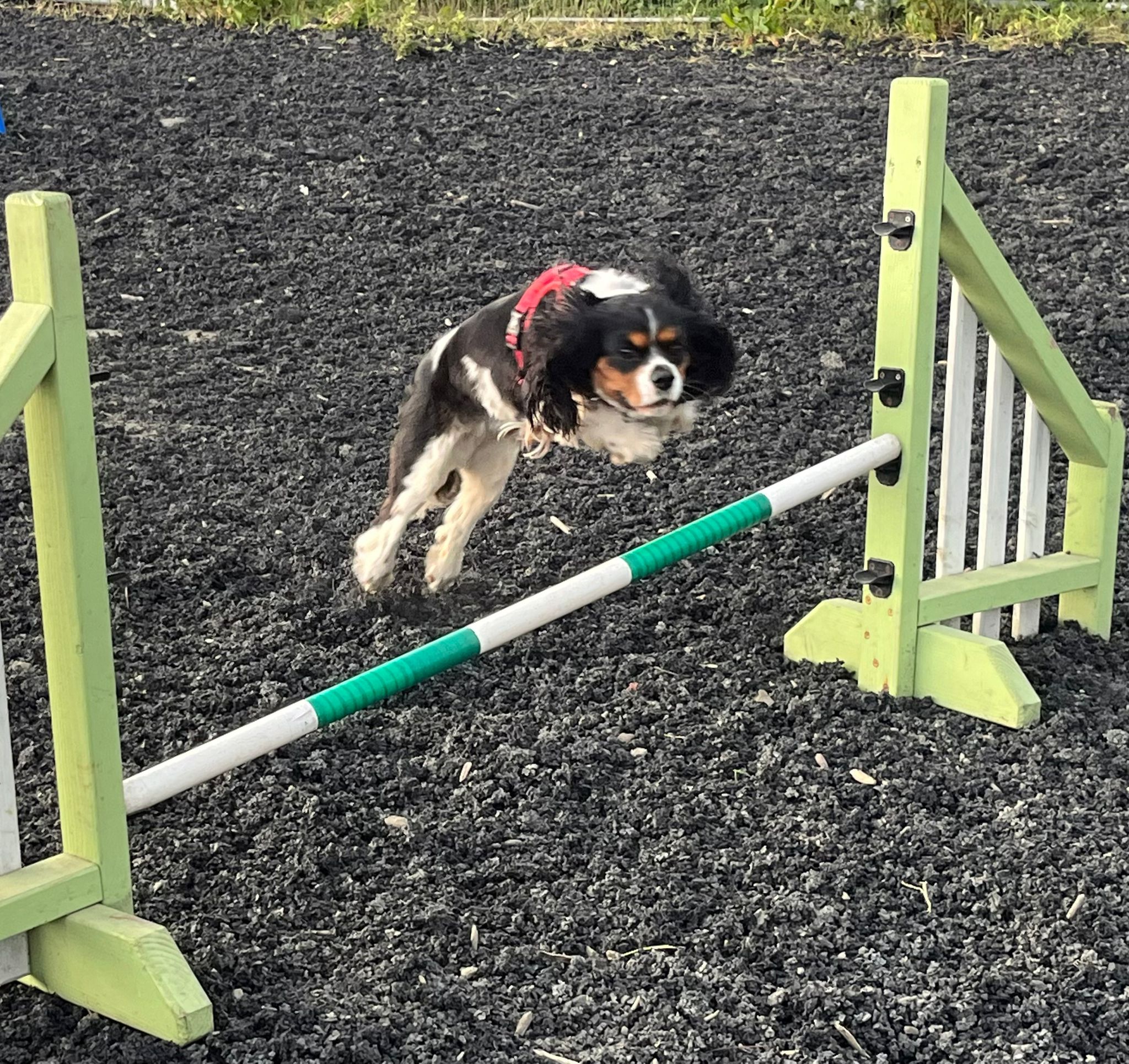 images/agility-june-2024/1.jpg#joomlaImage://local-images/agility-june-2024/1.jpg?width=2048&height=1930