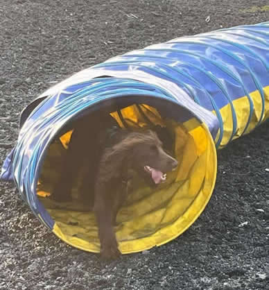 images/agility-june-2024/14.jpg#joomlaImage://local-images/agility-june-2024/14.jpg?width=388&height=418