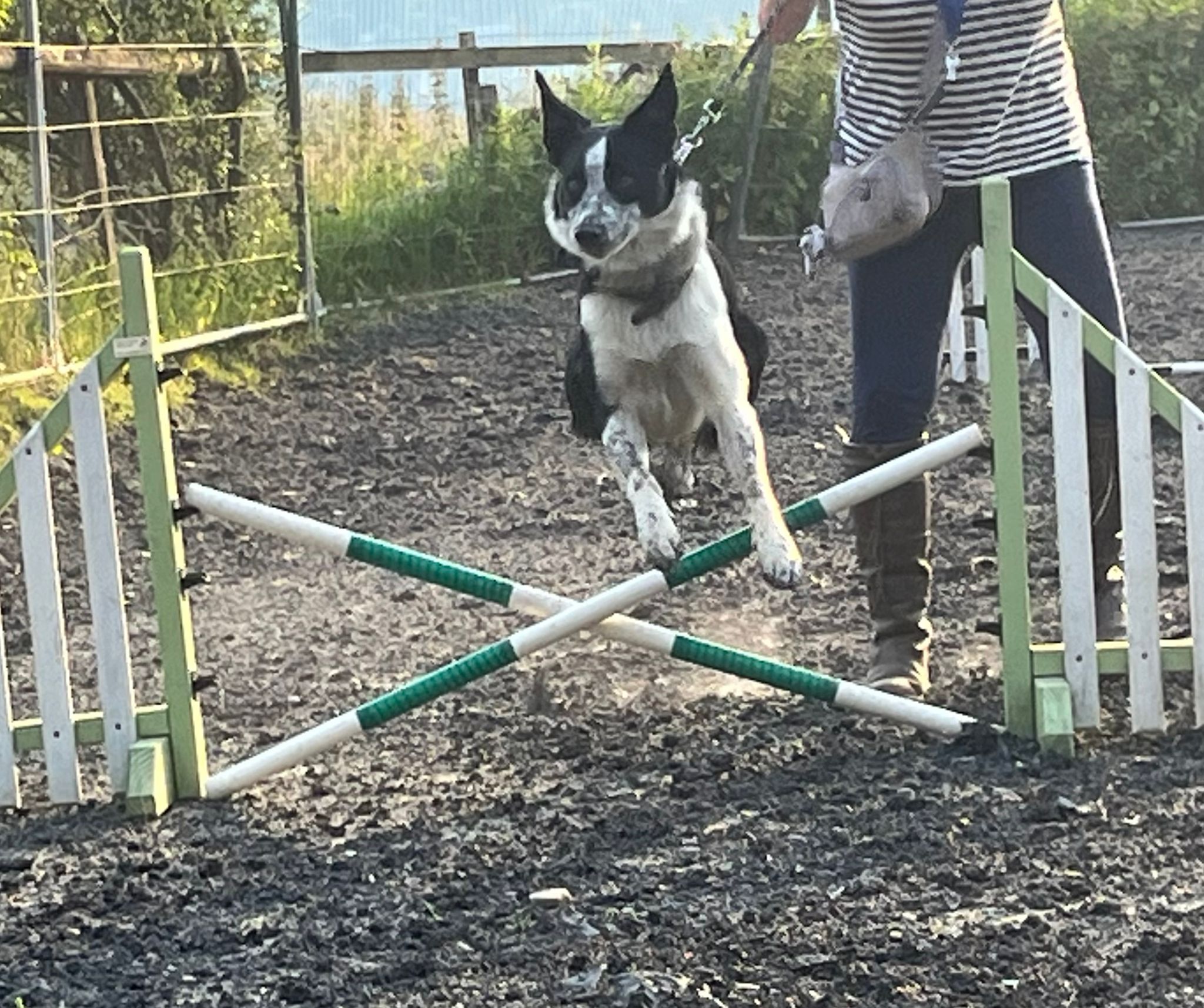 images/agility-june-2024/2.jpg#joomlaImage://local-images/agility-june-2024/2.jpg?width=2048&height=1714